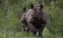 Black Rhino